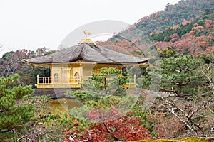 picture of golden pagoda in the garden with green tree at Kinkakuji Temple, Kyoto, Japan.