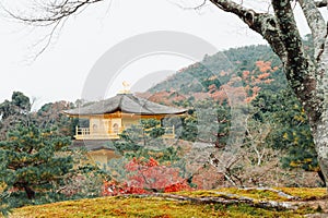 picture of golden pagoda in the garden with green tree at Kinkakuji Temple, Kyoto, Japan.