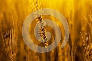 Picture of golden wheat fields