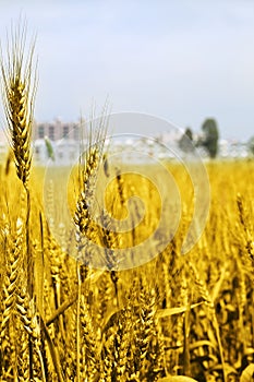 Picture of golden wheat fields