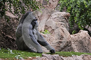 Picture of a gorilla outdoors