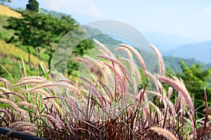 The picture of the grass against the sunlight