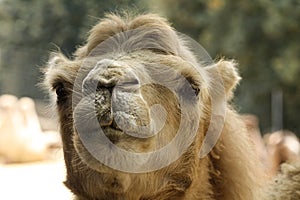 The picture of a gray camel, photographed while eating, in the zoo.