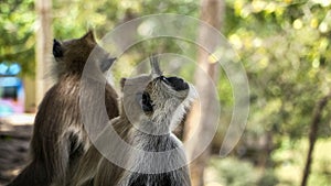 Picture of gray langur ape species