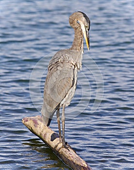 Picture with a great blue heron cleaning feathers