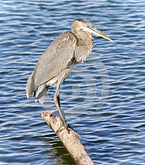 Picture with a great blue heron cleaning feathers