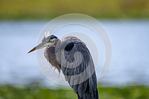 A picture of a great blue heron resting.