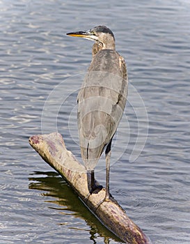 Picture with a great blue heron watching somewhere