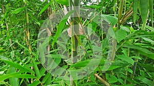 A picture of green bamboo tree