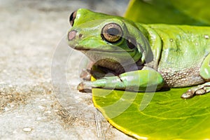 Picture of green frog on the green leave