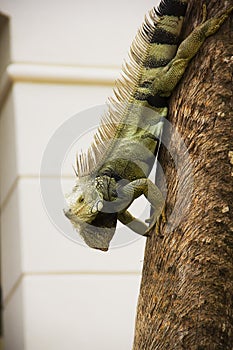 Green iguana walking down a tree