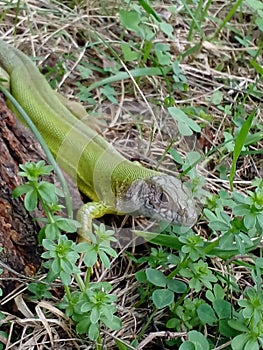 Green lizard in grass