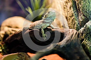 Picture of green lizard in terrarium