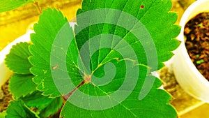 picture of green ornamental plant leaves in a pot