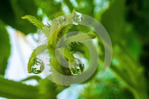 a picture of green plant with water drops on it's leaves