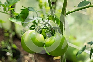 Picture of green tomatoes on stem in greenhouse