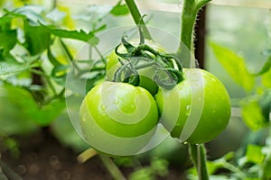 Picture of green tomatoes on stem in hothouse with water drops