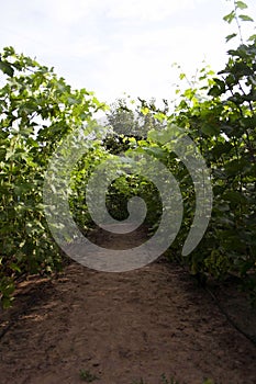 Picture of green vineyard at daylight. Vine farm concept.