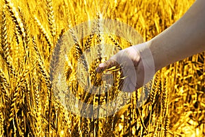 Picture of green wheat fields for baisakhi festival