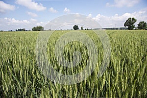 A picture of a wheat filed