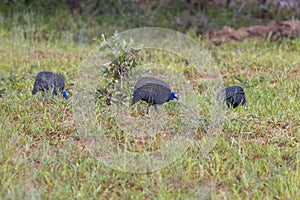 Picture of a group of guinea fowl in a busPicture of a group of guinea fowl in a bush landscape in Namibia during the dayh