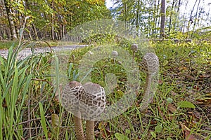 Picture of a group of parasol mushrooms in a forest clearing in autumn