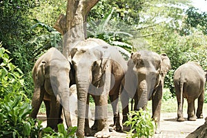 Picture of a group of several elephants having fun in the Safari Park zoo