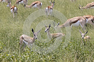 Picture of a group of springboks with horns in Etosha National Park in Namibia