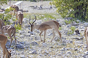 Picture of a group of springboks with horns in Etosha National Park in Namibia