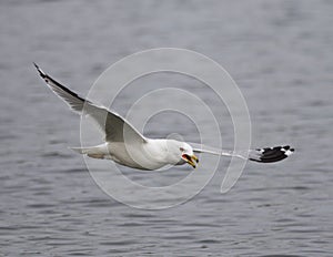 Picture with a gull flying with the opened bick