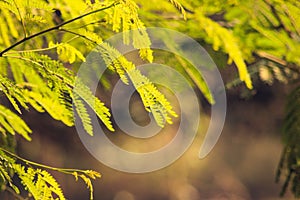 Picture of a gulmohar tree with some final touch with photoshop