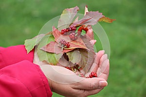 Picture of hands holding autumnal colorful leaves and red raspberries