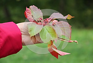 Picture of hands holding autumnal colorful leaves and red raspberries