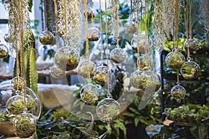 Hanging glass terrarium with air plants inside photo