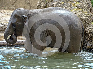 Picture with happy elephant baby