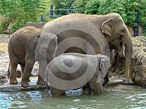 Picture with happy elephant family