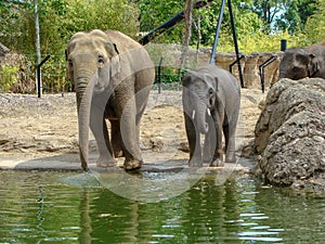 Picture with happy elephant family