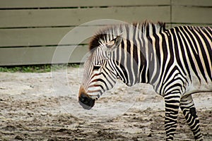 Hartmanns mountain zebra