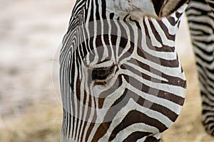 Hartmanns mountain zebra