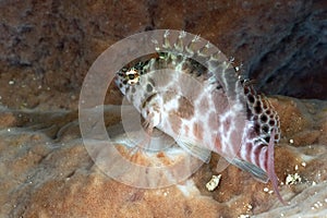 A picture of an hawkfish