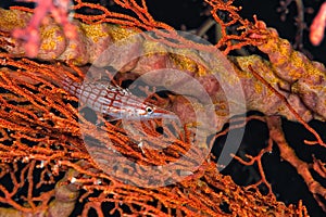 A picture of an hawkfish