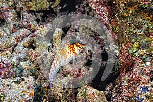 A picture of an hawkfish