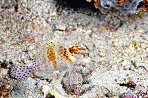 A picture of an hawkfish