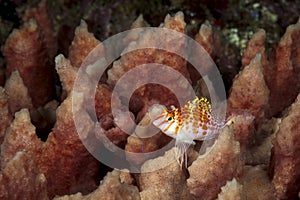 A picture of an hawkfish