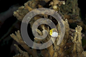 A picture of an hawkfish