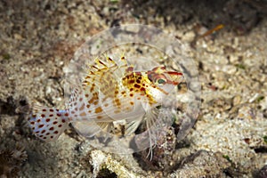 A picture of an hawkfish