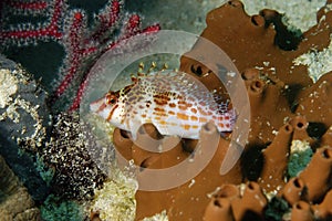 A picture of an hawkfish