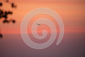 Picture of a heron in flight during sunrise at a lake in Åšwierklaniec.