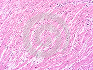 Obrázek z histologie člověk tkáň mikroskop laboratoř (ne ilustrace označení) 