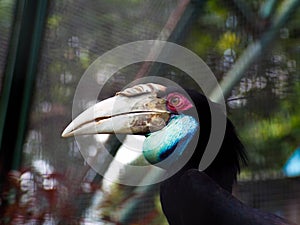 Picture of Hornbill bird / Buceros on a zoo